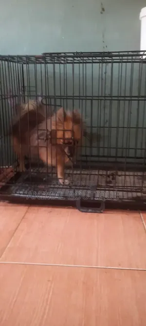 6-12 months Male Purebred Pomeranian