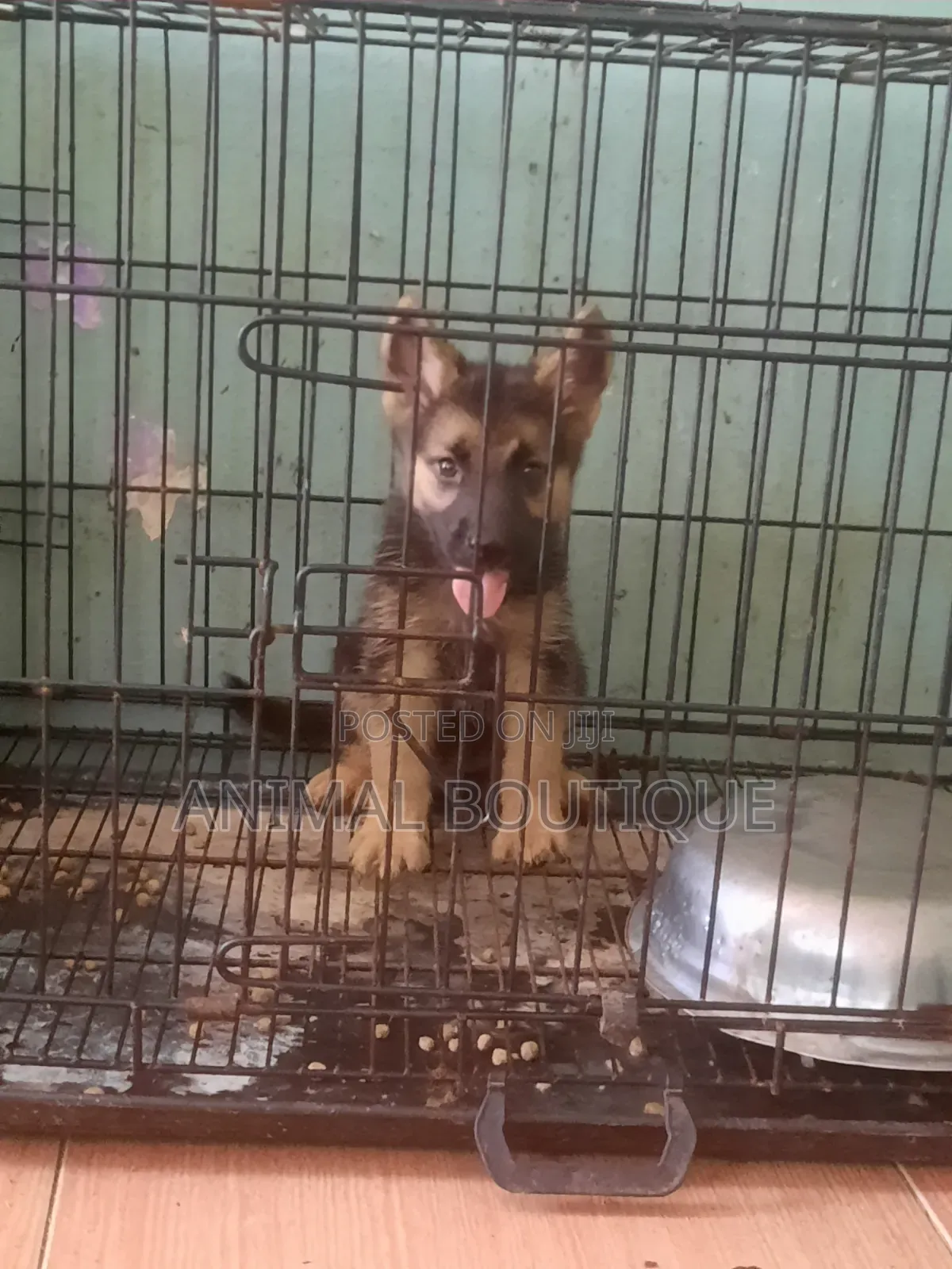 1-3 months Female Purebred German Shepherd