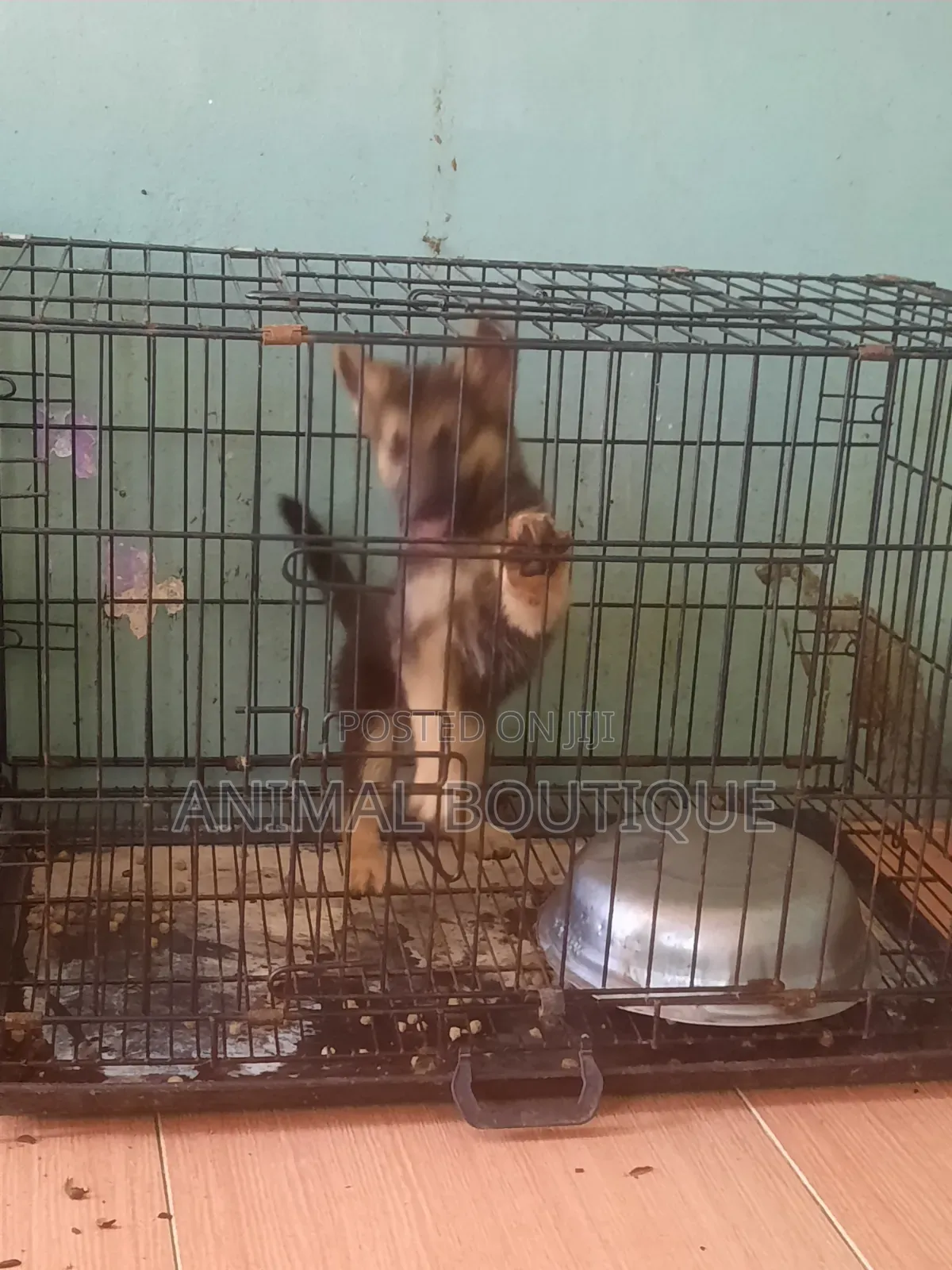 1-3 months Female Purebred German Shepherd