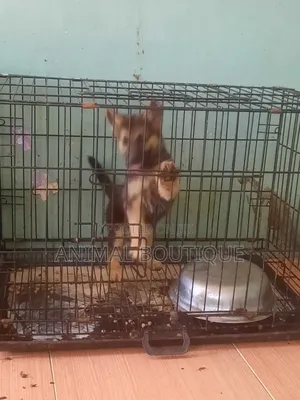1-3 months Female Purebred German Shepherd