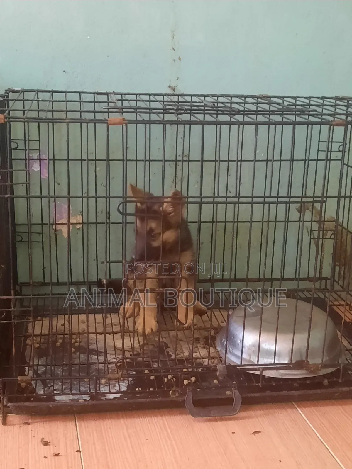 1-3 months Female Purebred German Shepherd