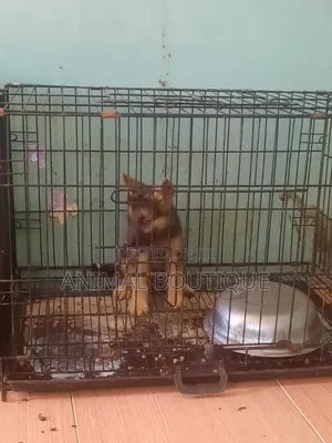 1-3 months Female Purebred German Shepherd