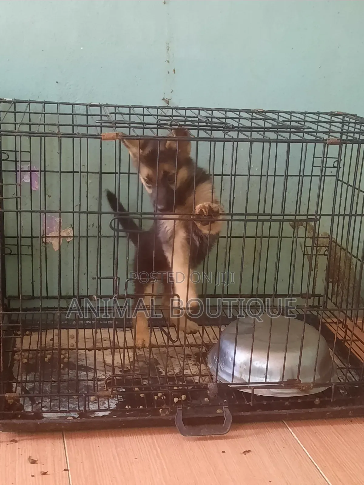 1-3 months Female Purebred German Shepherd