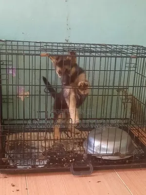 1-3 months Female Purebred German Shepherd
