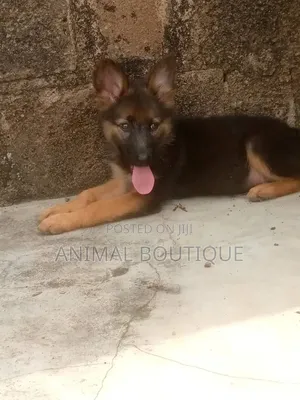 1-3 months Male Purebred German Shepherd