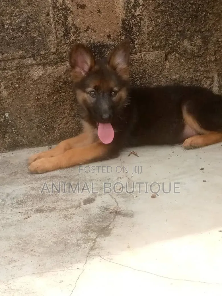 1-3 months Male Purebred German Shepherd