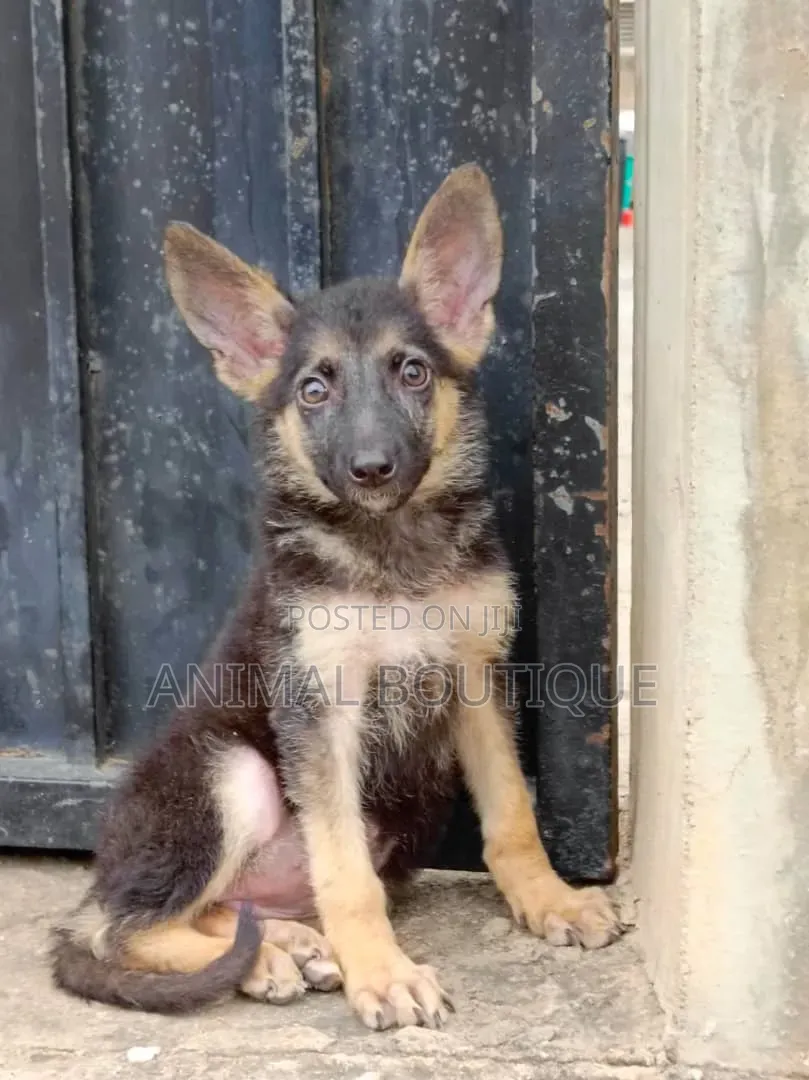 1-3 months Male Purebred German Shepherd