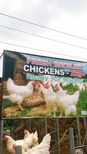 Fresh Dressed Broilers 1.8 -2.5kg -Ashaiaman