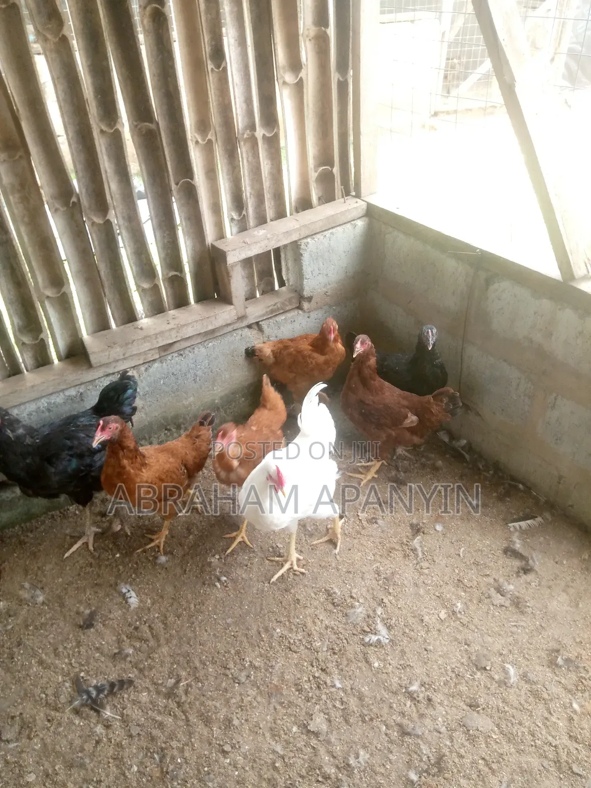 Fresh Dressed Broilers 1.8 -2.5kg -Ashaiaman