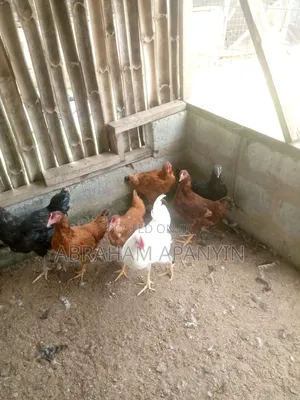 Fresh Dressed Broilers 1.8 -2.5kg -Ashaiaman