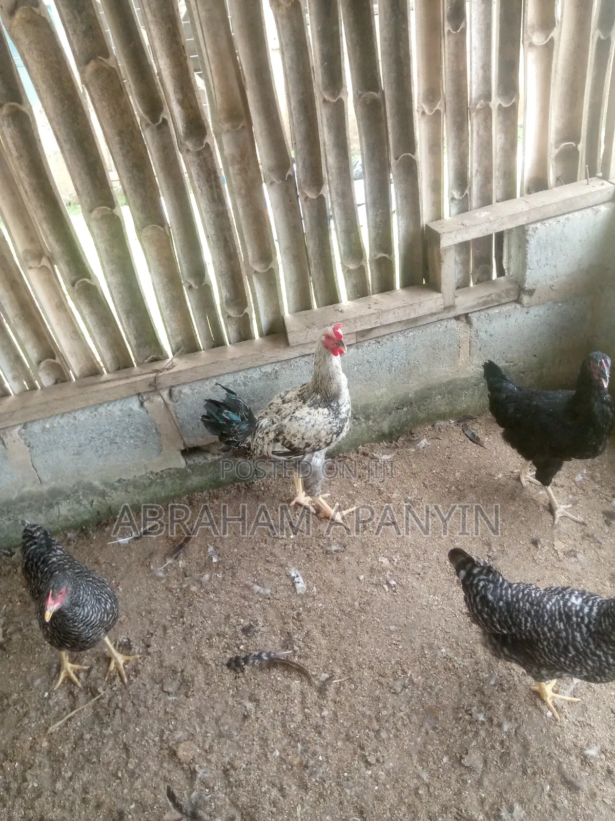 Fresh Dressed Broilers 1.8 -2.5kg -Ashaiaman