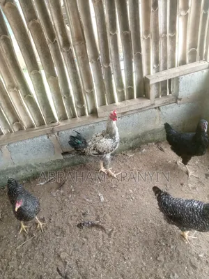 Fresh Dressed Broilers 1.8 -2.5kg -Ashaiaman