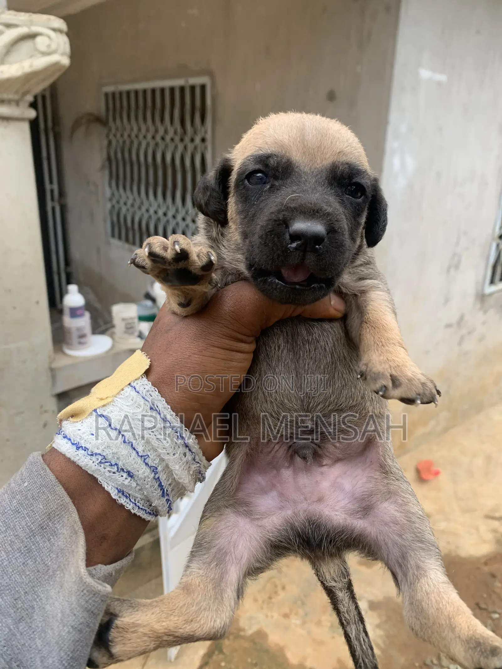 0-1 month Male Purebred Boerboel