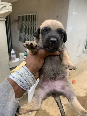 0-1 month Male Purebred Boerboel
