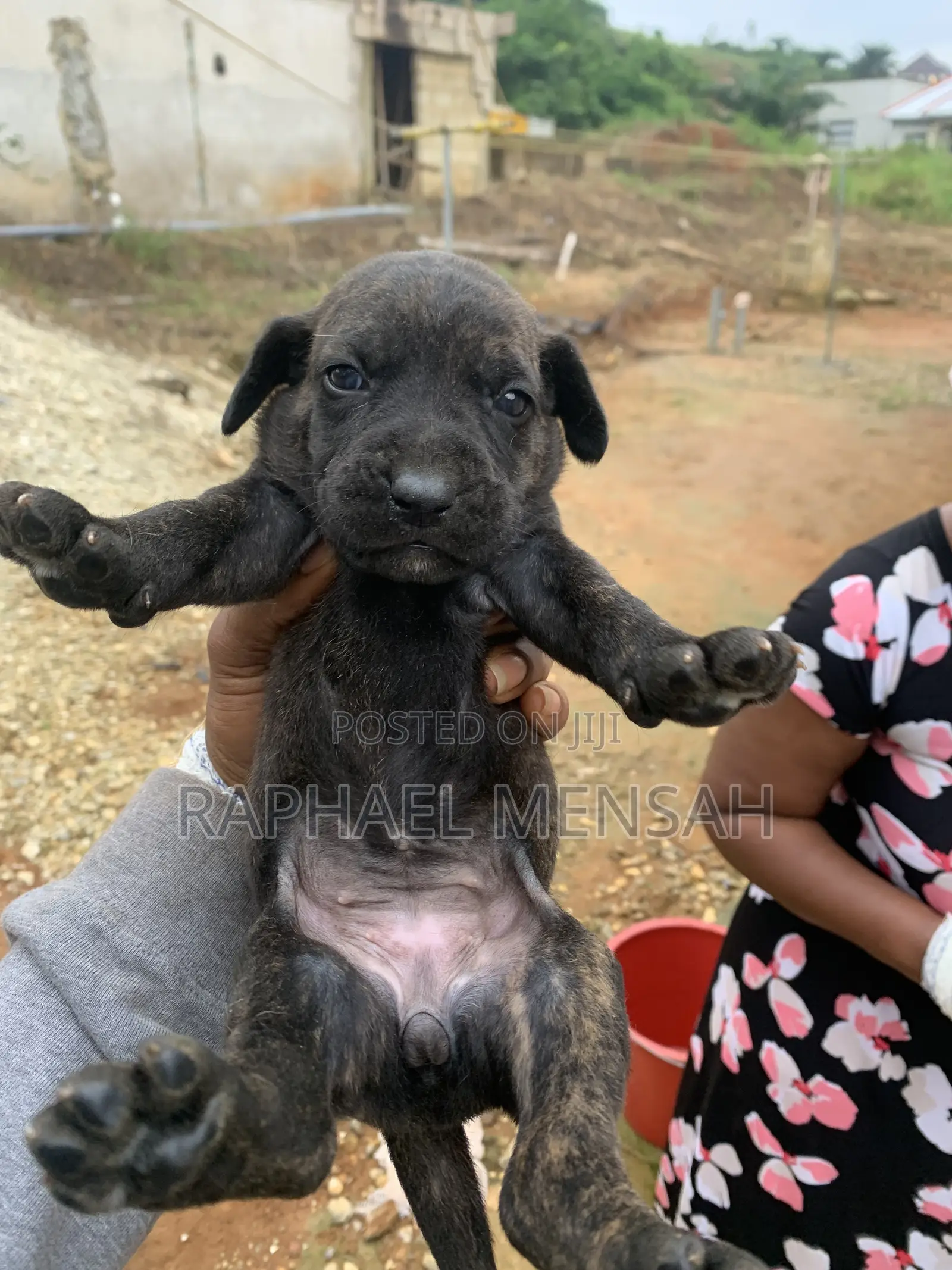 0-1 month Male Purebred Boerboel