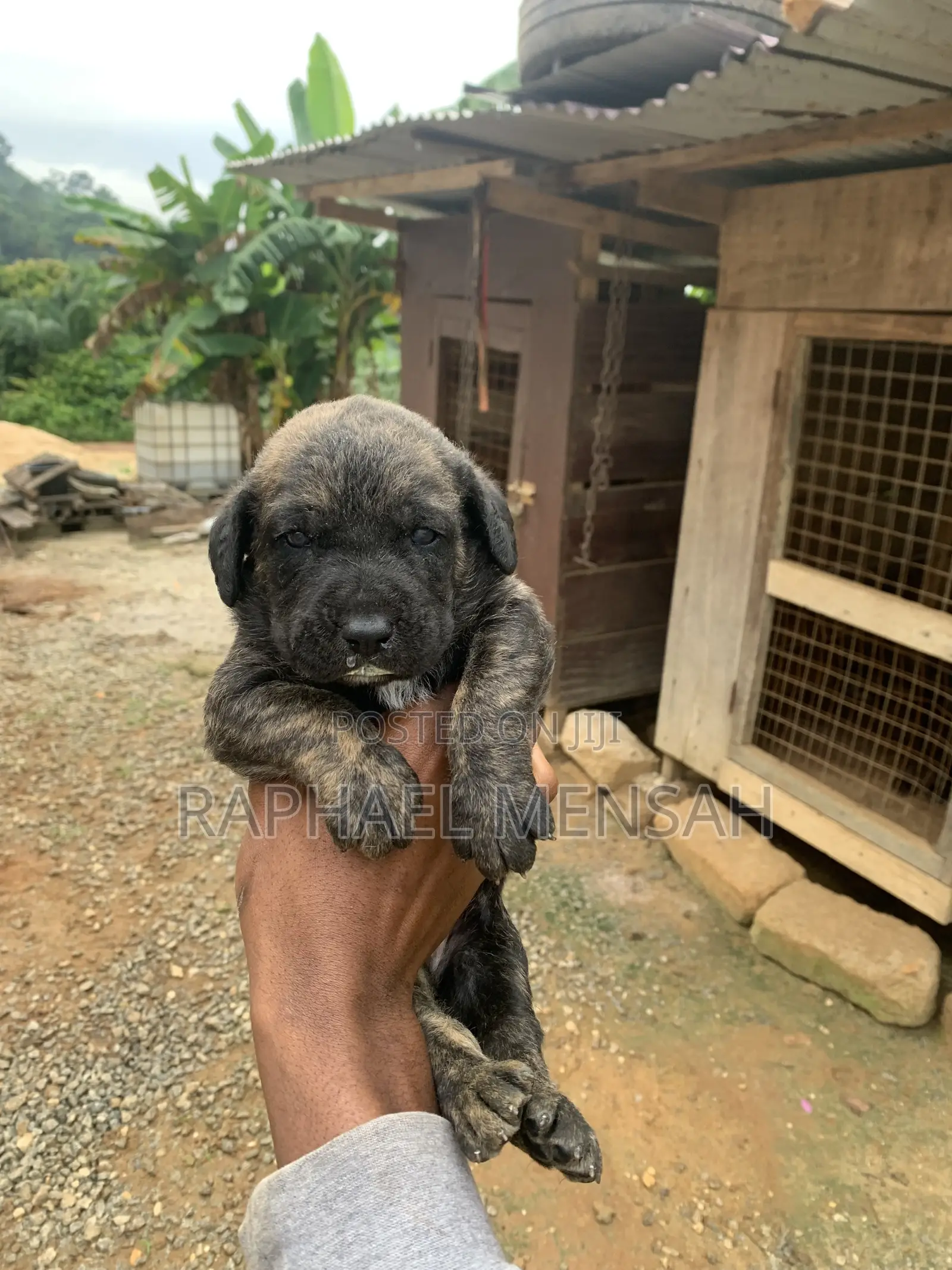 0-1 month Male Purebred Boerboel