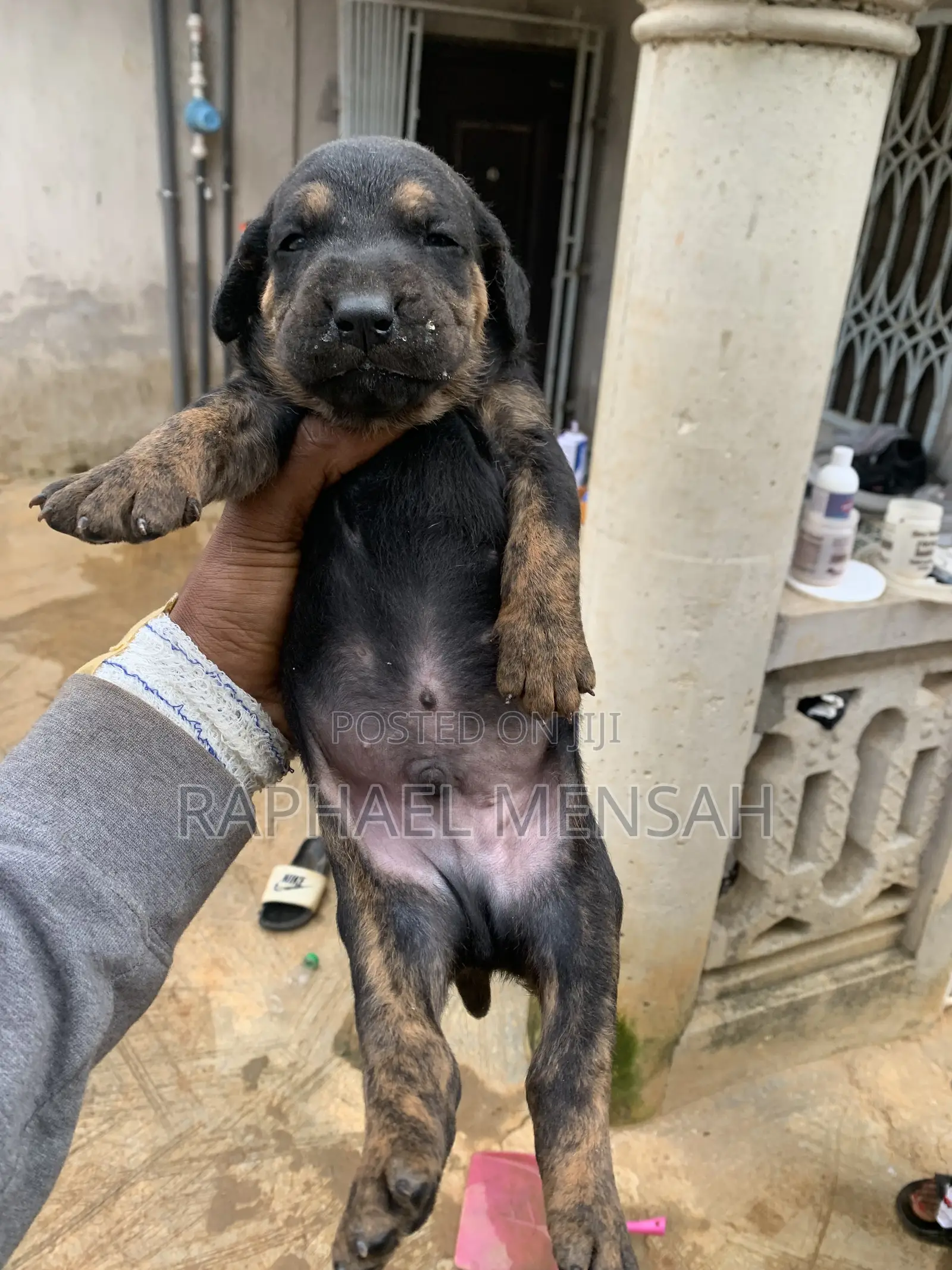 0-1 month Male Purebred Boerboel