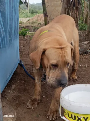 6-12 months Female Purebred Boerboel