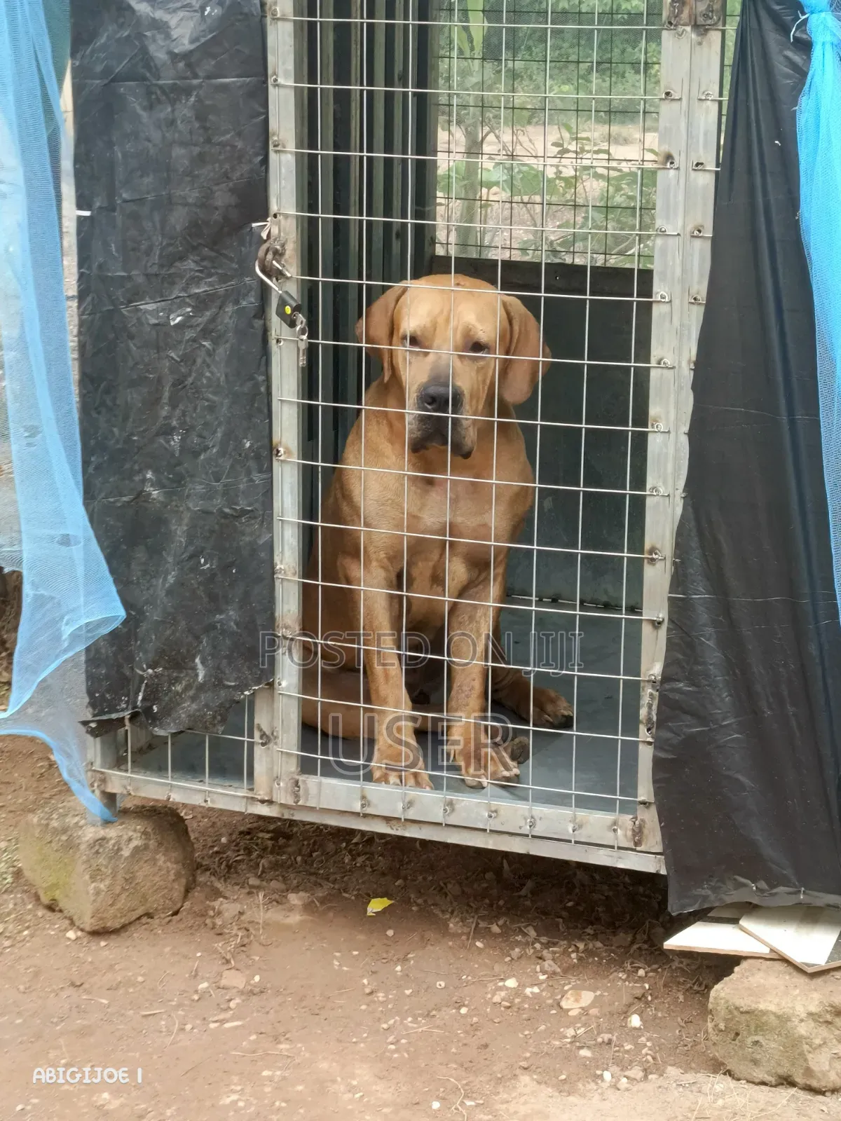 6-12 months Female Purebred Boerboel