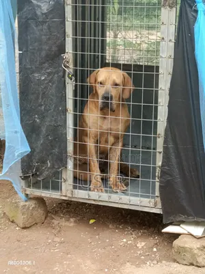 6-12 months Female Purebred Boerboel