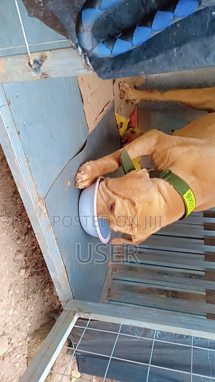 6-12 months Female Purebred Boerboel