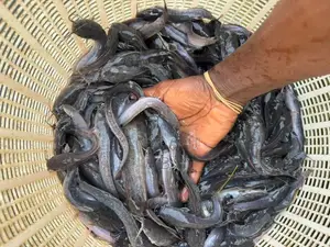 Catfish Fingerlings/ Jumbo
