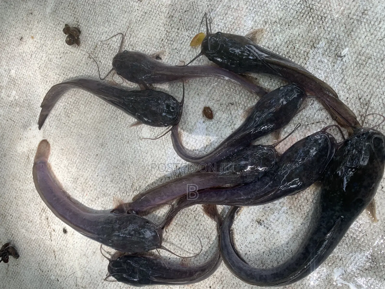 Catfish Fingerlings