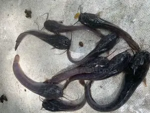 Catfish Fingerlings