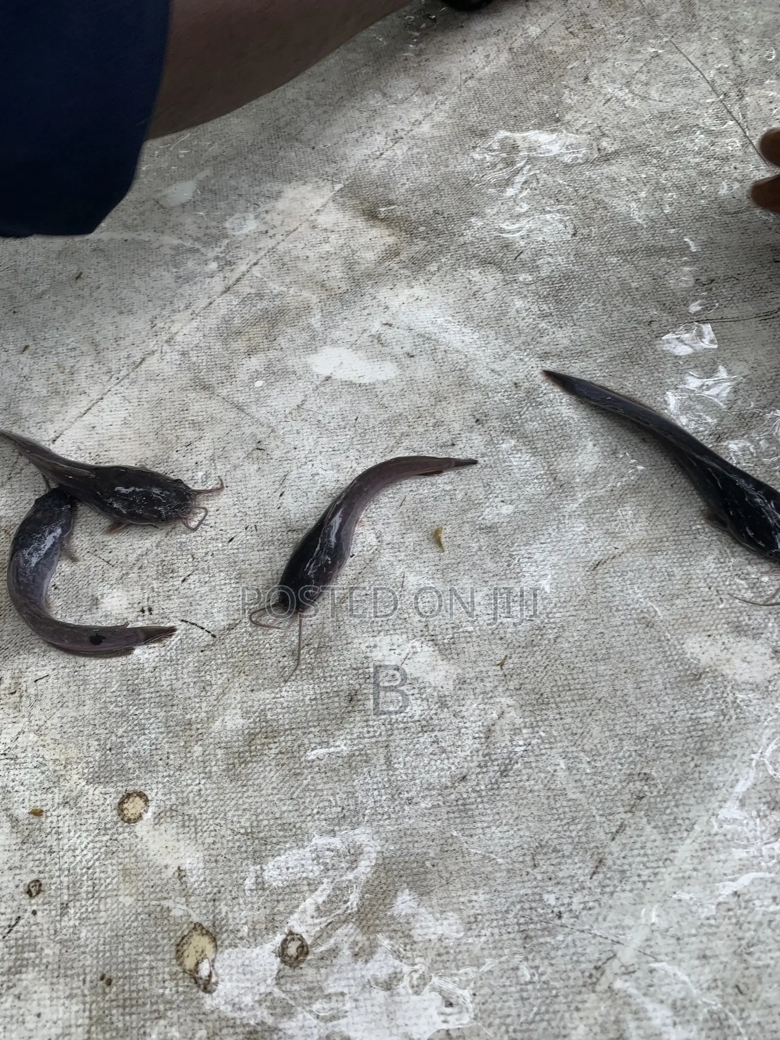 Catfish Fingerlings
