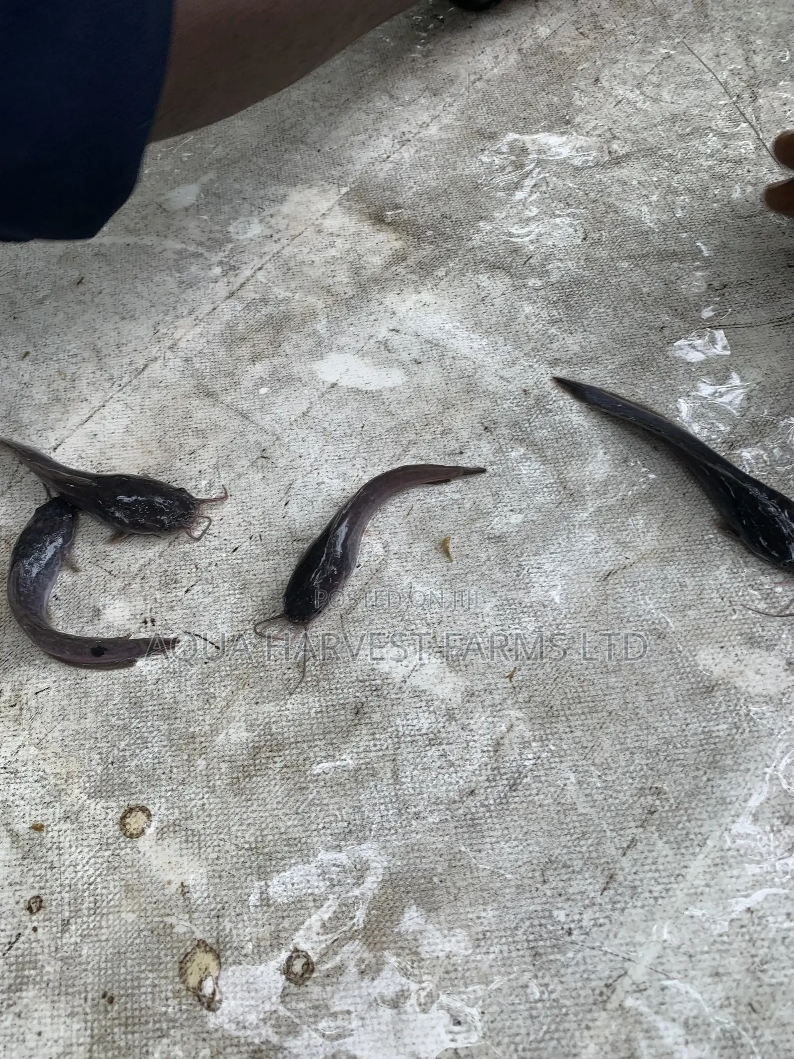 Catfish Fingerlings