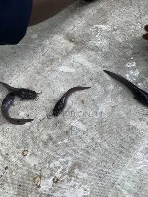 Catfish Fingerlings