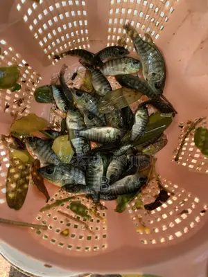 Tilapia Fingerlings