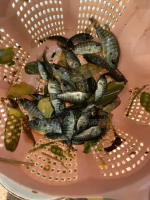 Tilapia Fingerlings