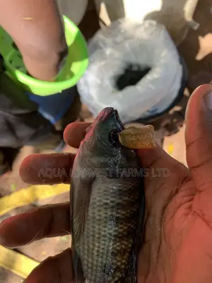 Tilapia Fingerlings