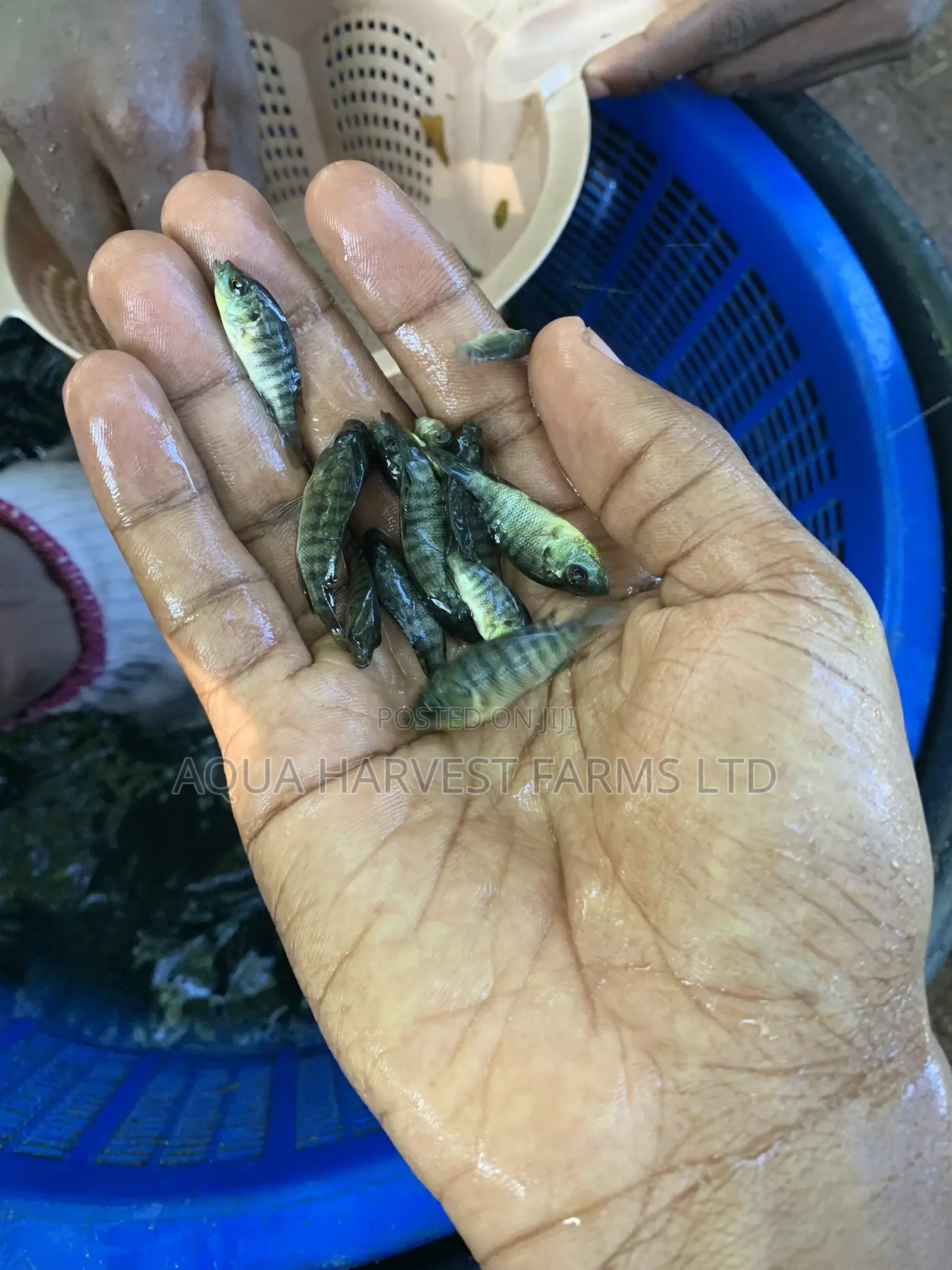 Tilapia Fingerlings
