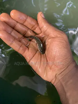Tilapia Fingerlings