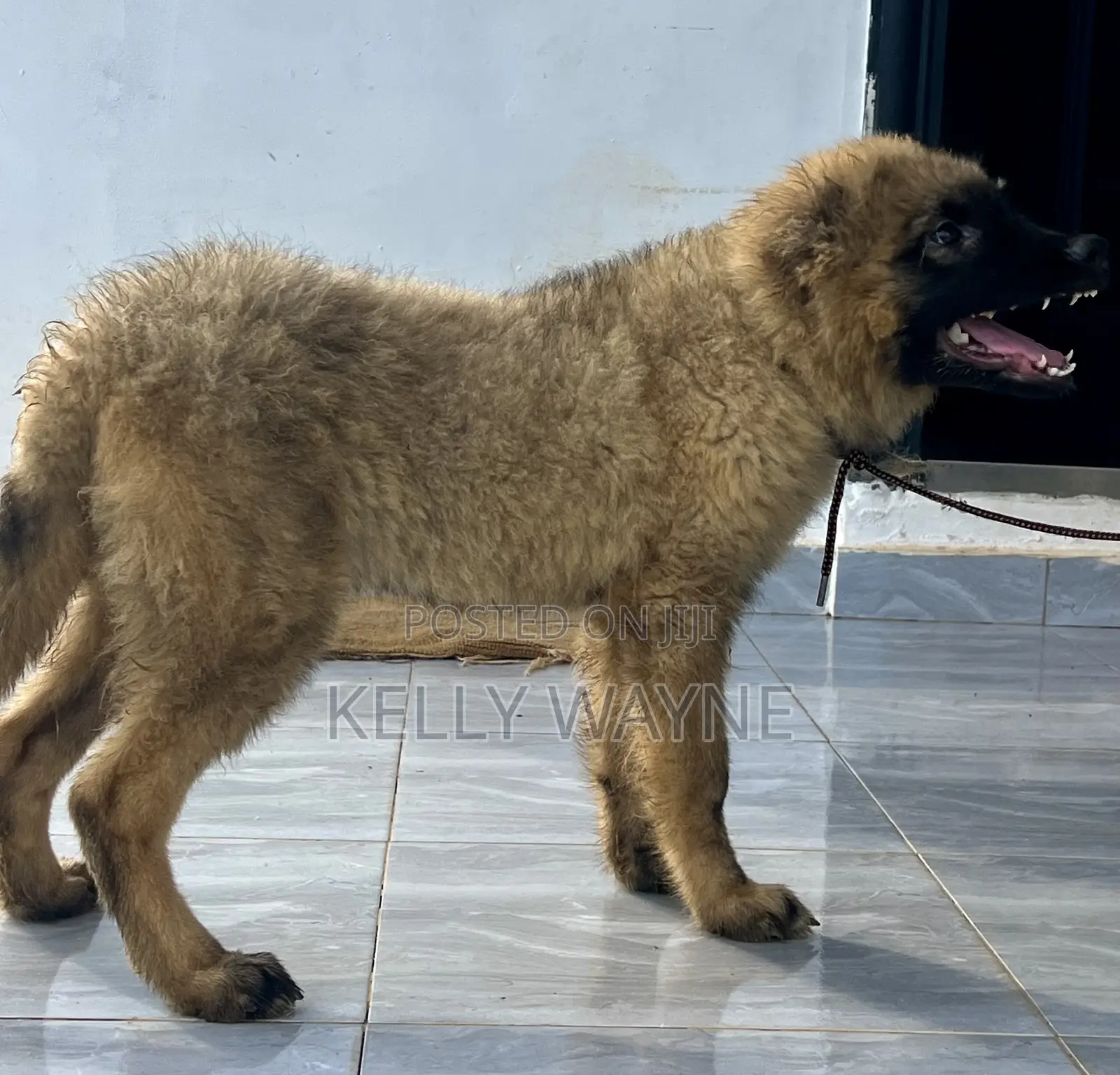 3-6 months Male Purebred Caucasian Shepherd