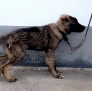 3-6 months Male Purebred Caucasian Shepherd