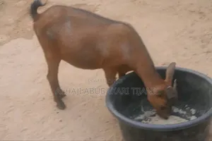 Nice Female Goat Seller