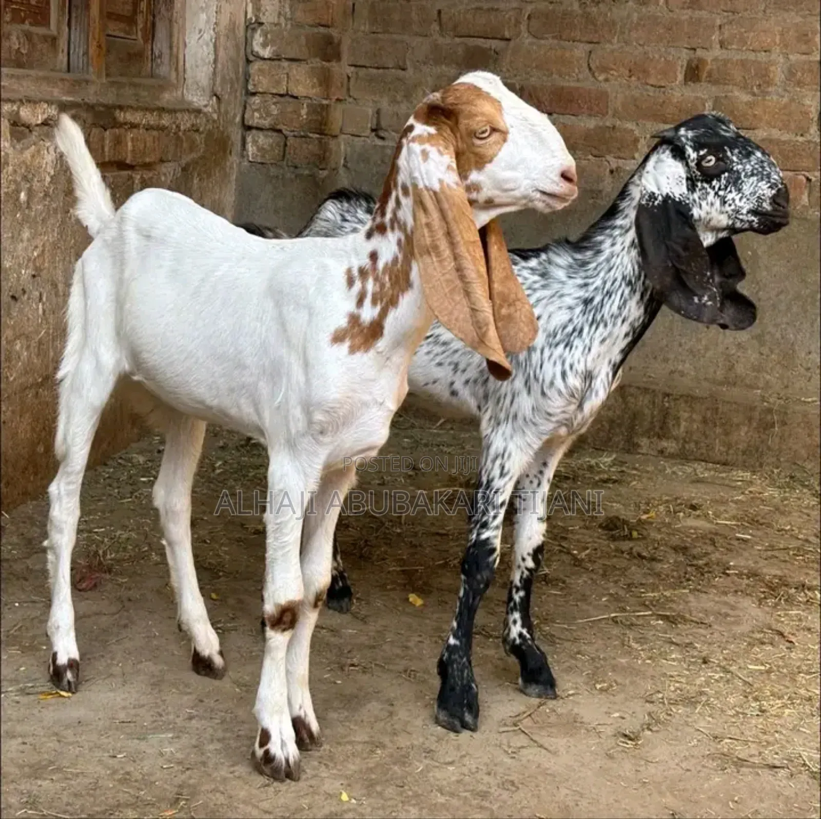 Nice Long Goat Seller
