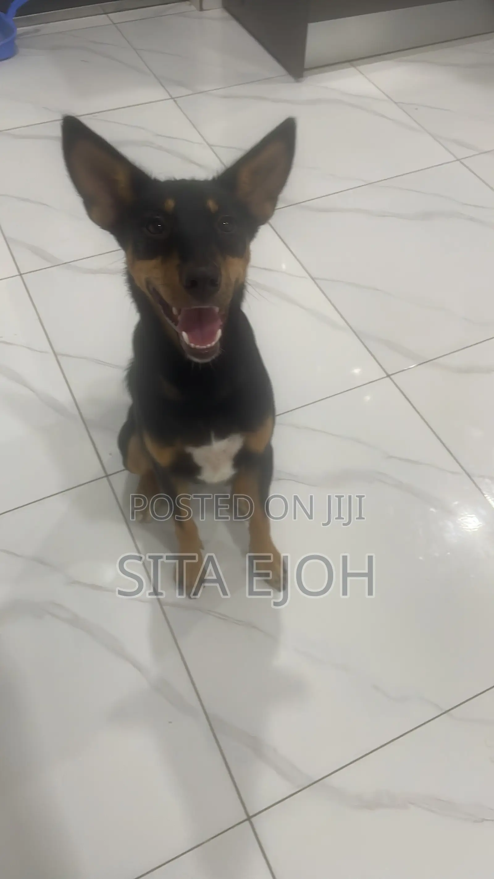 3-6 months Male Purebred Dog