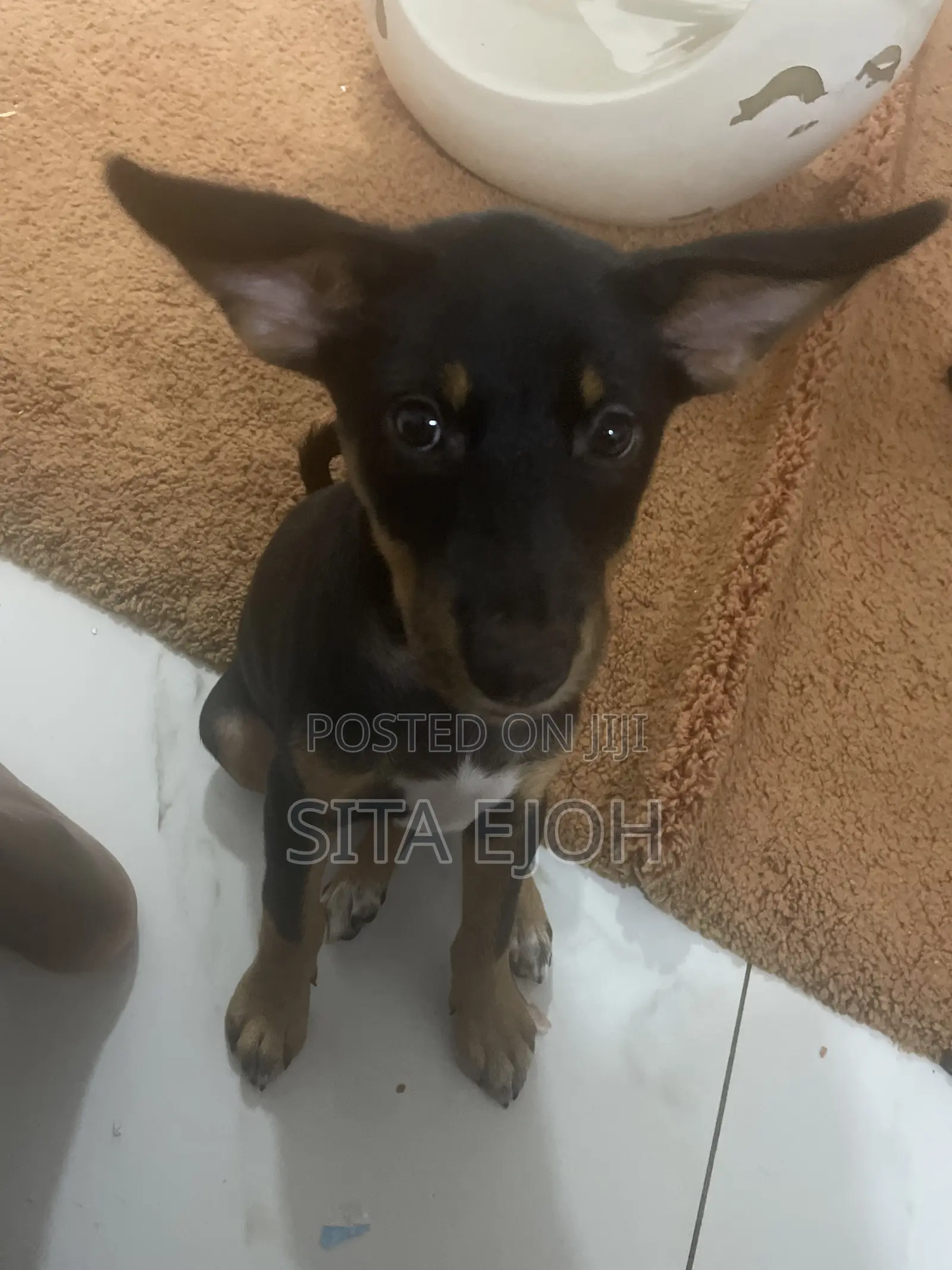 3-6 months Male Purebred Dog