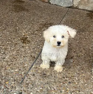 1-3 months Male Purebred Poodle