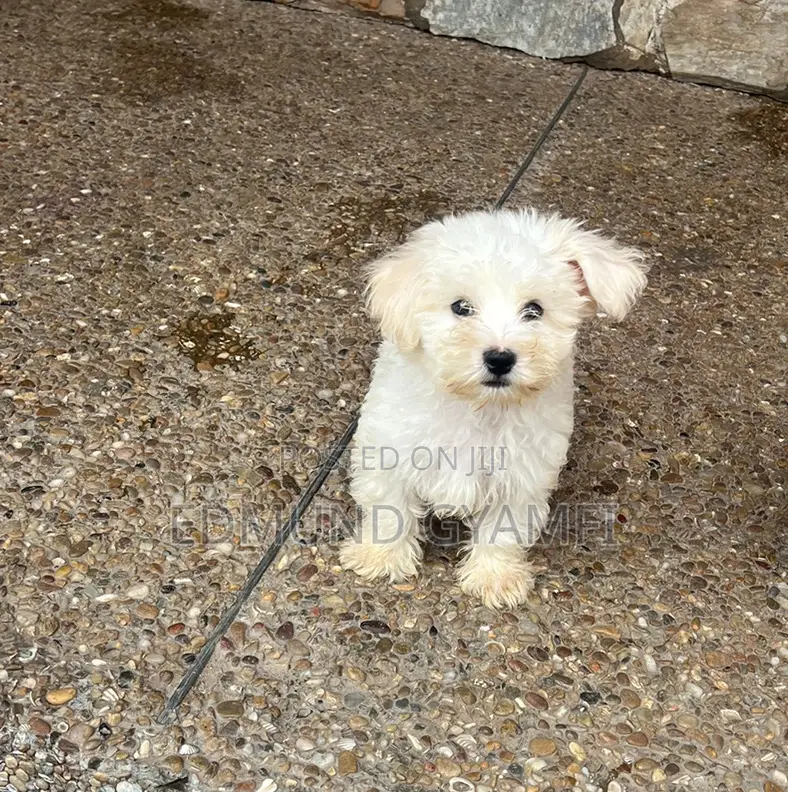 1-3 months Male Purebred Poodle