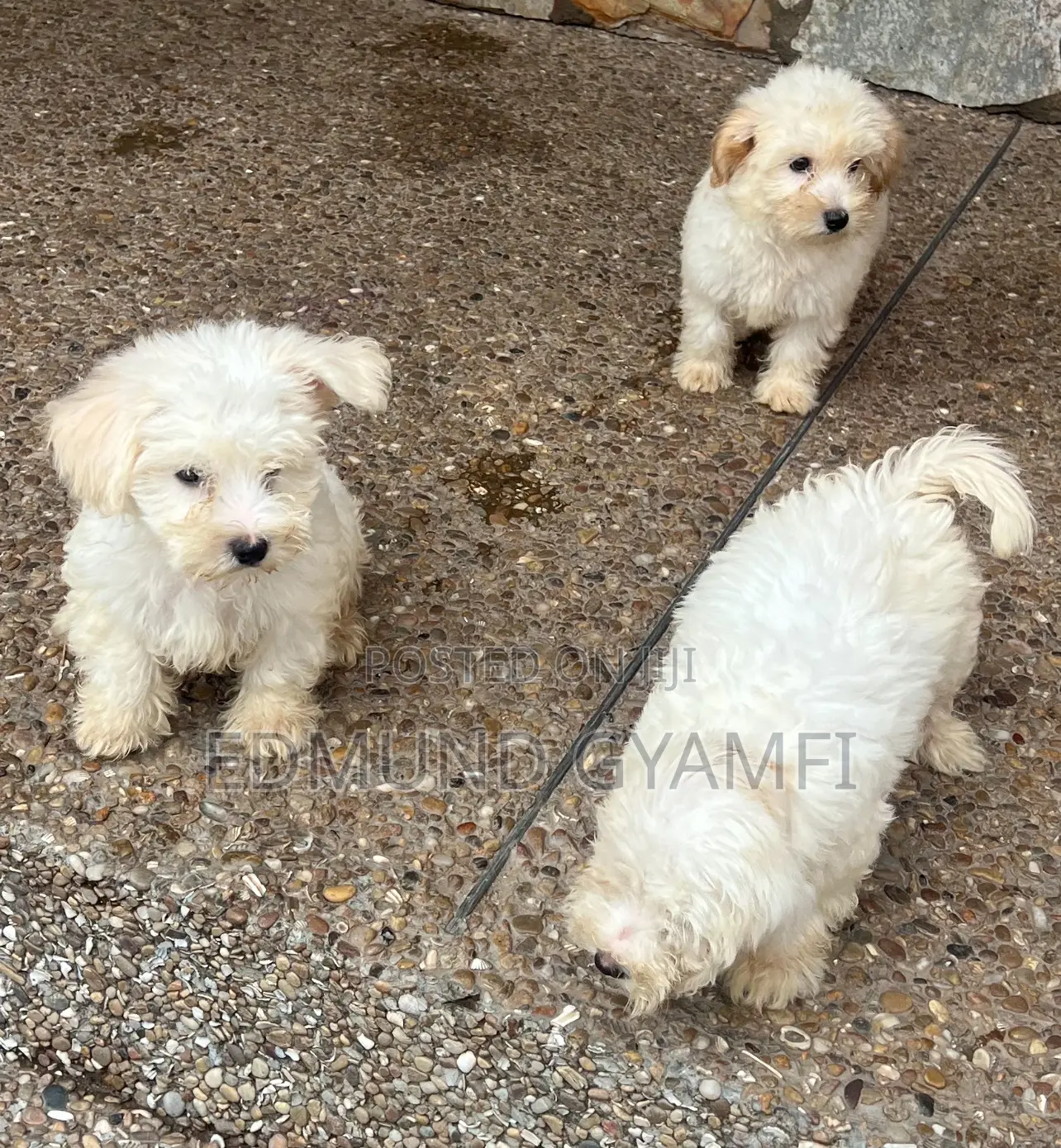 1-3 months Male Purebred Poodle