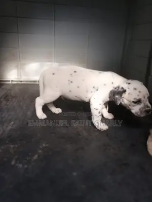 0-1 month Male Purebred Dalmatian