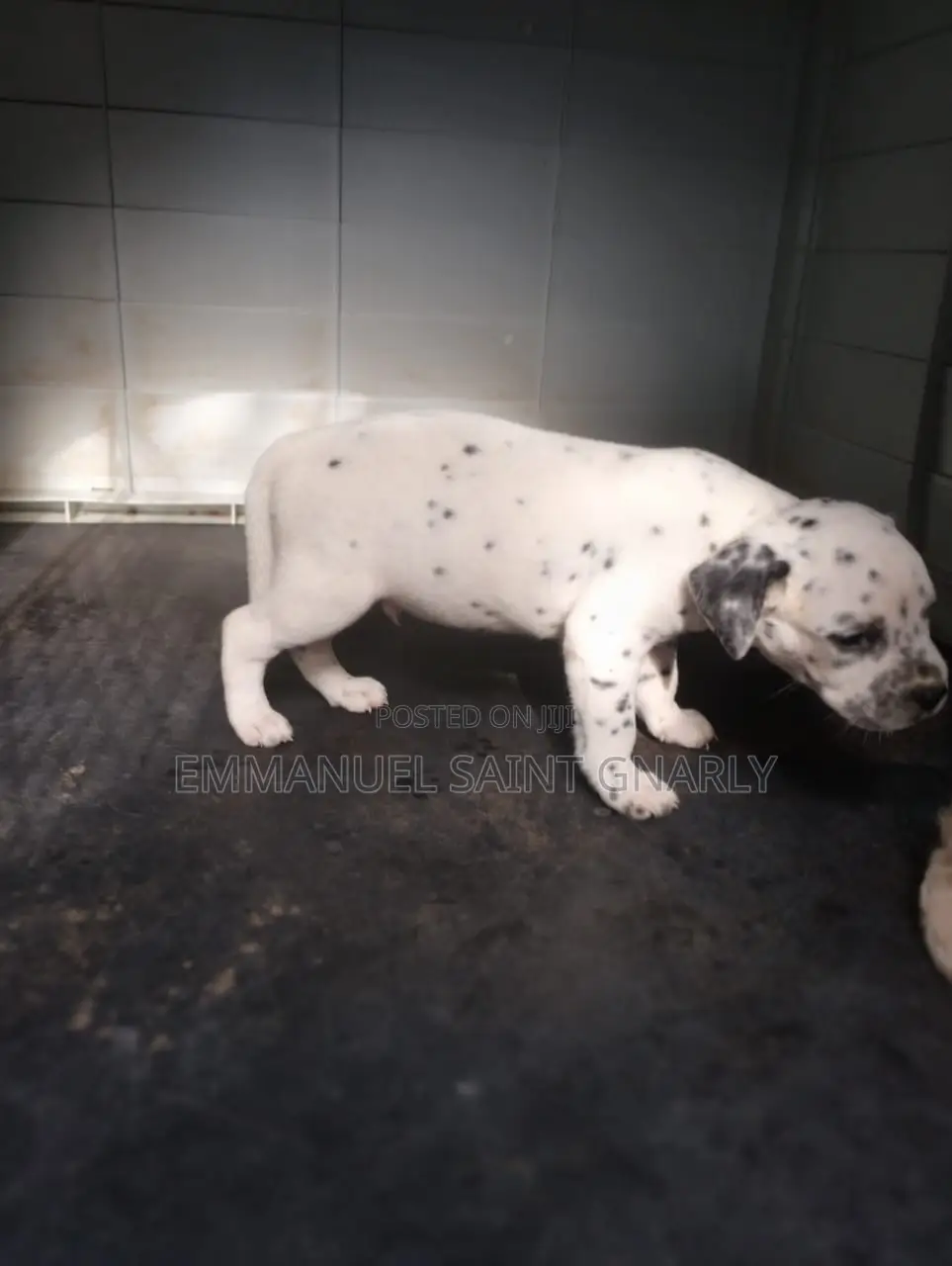 0-1 month Male Purebred Dalmatian