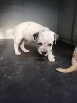 0-1 month Male Purebred Dalmatian