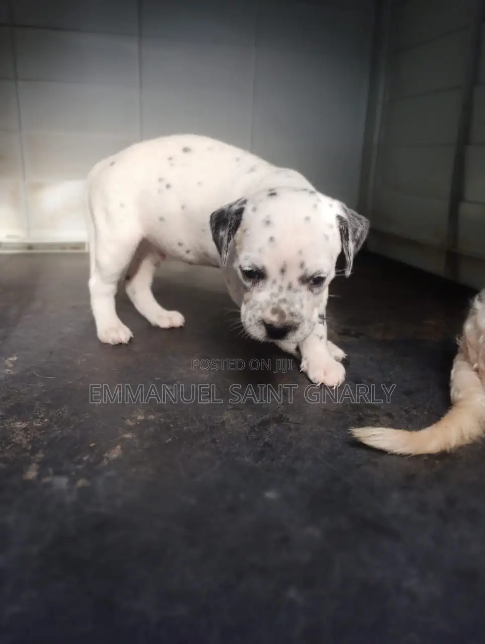0-1 month Male Purebred Dalmatian