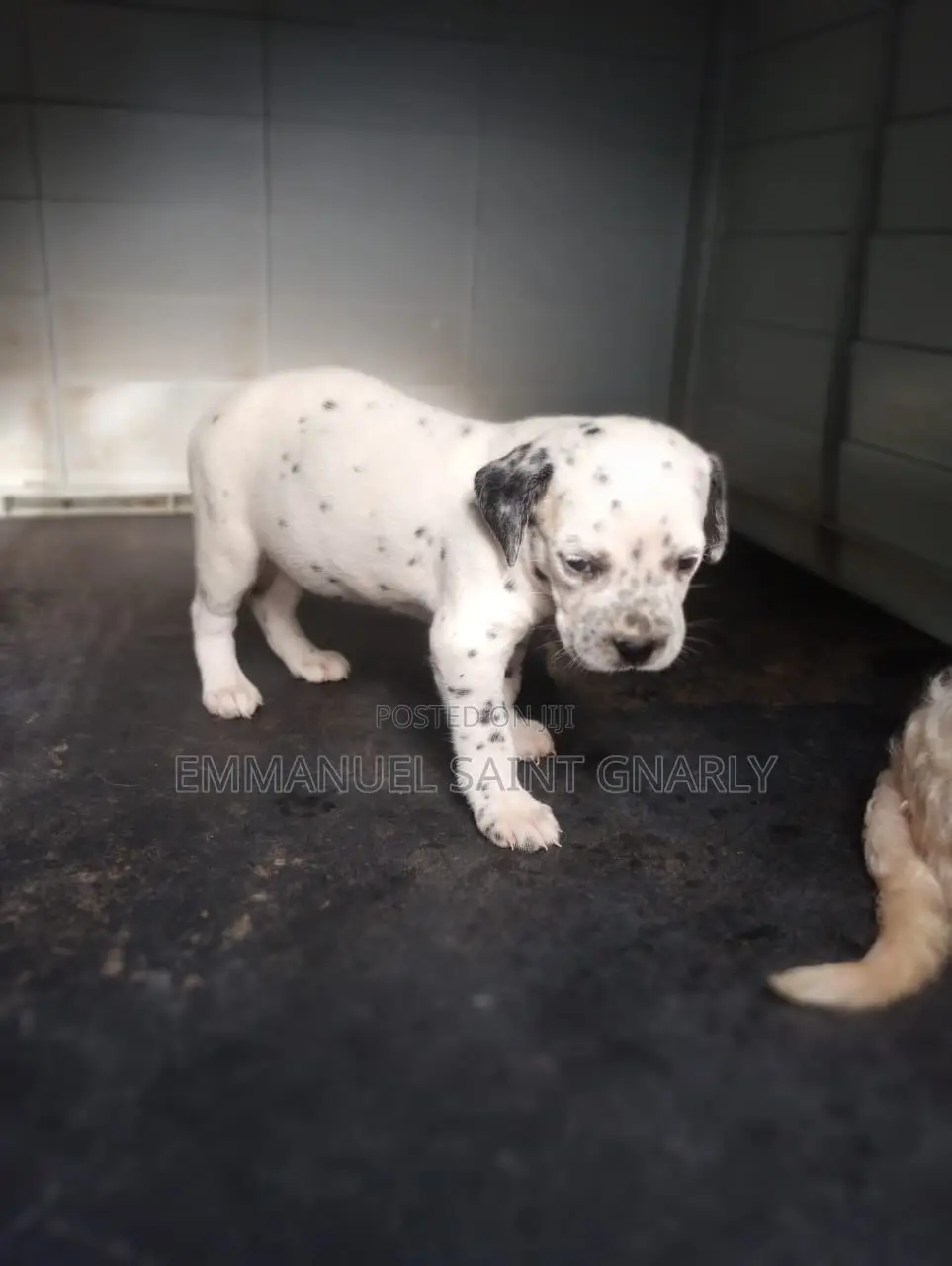 0-1 month Male Purebred Dalmatian